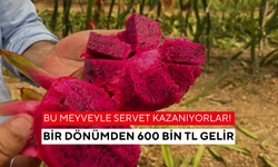 Ne altın ne arsa! Çiftçiye, bir dönümden 600 bin TL gelir