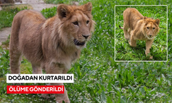Doğadan kurtarıldı, ölüme gönderildi