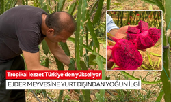 Tropikal lezzet Türkiye’den yükseliyor: Ejder meyvesine yurt dışından yoğun ilgi
