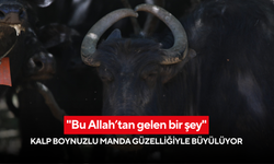 "Bu Allah’tan gelen bir şey" Kalp boynuzlu manda güzelliğiyle büyülüyor