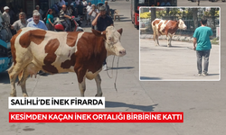 Salihli’de mezbahadan kaçan inek ortalığı birbirine kattı