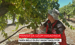 Manisa’da üzüm hasadında tarih belli oldu! Hasat başlıyor…