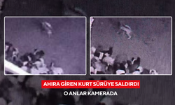 Ahıra giren kurt sürüye saldırdı: O anlar kamerada