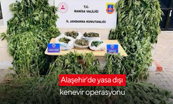 Alaşehir'de yasa dışı kenevir operasyonu