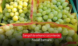 Sarıgöl’de erkenci üzümlerde hasat zamanı