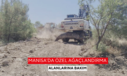 Manisa’da özel ağaçlandırma alanlarına bakım