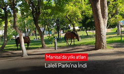 Manisa’da yılkı atları Laleli Parkı’na indi