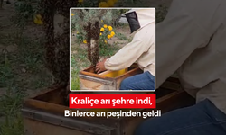 Kraliçe arı kaçtı, şehir alarm verdi! Binlerce arı şehirde toplandı! Çam ağacına konan kraliçe ortalığı karıştırdı