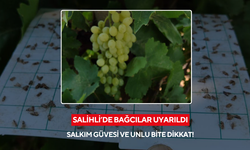 Salihli’de bağcılar uyarıldı: Salkım güvesi ve unlu bite dikkat!