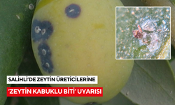 Salihli’de zeytin üreticilerine ‘Zeytin Kabuklu Biti’ uyarısı