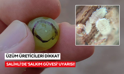 Salihli’de salkım güvesine karşı üreticilere ilaçlama uyarısı