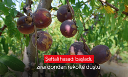 Şeftali hasadı başladı, zirai dondan rekolte düştü