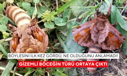 Yaylada karşılaştı, ne olduğunu anlayamadı! Gizemli böceğin sırrı çözüldü
