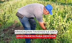 Denemeyle başladı, hayatı değişti! Bu meyve altın gibi kazandırıyor