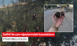 Salihli’de çam ağaçlarındaki kozalakların fiyatı belli oldu