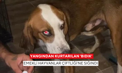 Yangından kurtarılan 'Bıdık' Emekli Hayvanlar Çiftliği'ne sığındı
