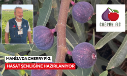 Manisa’daki Cherry Fig Tarım’dan hasat şenliğine davet