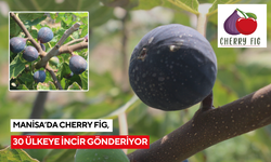 Manisa’da Cherry Fig, 30 ülkeye incir gönderiyor