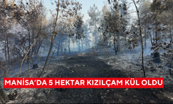 Manisa'daki yangında 5 hektarlık kızılçam ormanı kül oldu