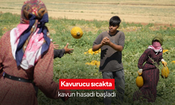 Kavurucu sıcakta kavun hasadı başladı