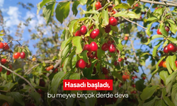 Hasadı başladı, bu meyve birçok derde deva