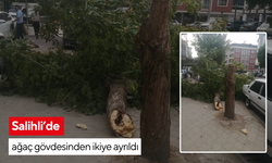 Salihli’de ağaç gövdesinden ikiye ayrıldı