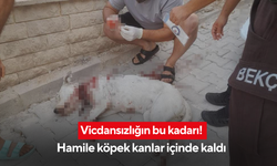 Vicdansızlığın bu kadarı! Hamile köpek kanlar içinde kaldı