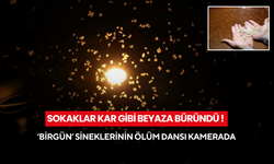 Sokaklar kar gibi beyaza büründü ! ‘Birgün’ sineklerinin ölüm dansı kamerada