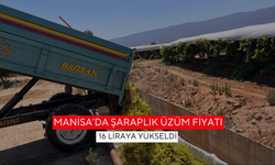 Sarıgöl’de üzümler tatlandı, fiyatlar 12’den 16 liraya çıktı