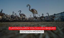 Gediz deltasında 650 yavru Flamingo halkalandı
