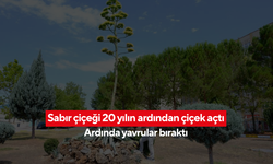 Sabır çiçeği 20 yılın ardından çiçek açtı | Tek çiçekle veda etti