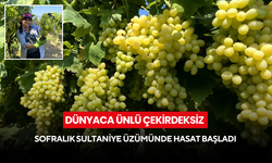 Dünyaca ünlü çekirdeksiz sofralık Sultaniye üzümünde hasat başladı