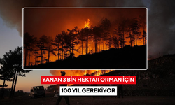 Yanan 3 bin hektar orman için 100 yıl gerekiyor