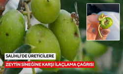 Salihli’de zeytin sineğine karşı ilaçlama çağrısı