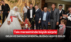 Takı merasiminde büyük sürpriz: Gelin ve damada simental buzağı hediye edildi