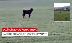 Salihli’de başıboş koşan ineğin sahibi aranıyor