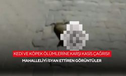 Kedi ve köpek ölümlerine karşı kasis çağrısı! Mahalleliyi isyan ettiren görüntüler