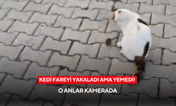 Kedi fareyi yakaladı ama yemedi! O anlar kamerada