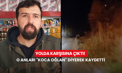 Yolda karşısına çıktı! Vatandaş, o anları "koca oğlan" diyerek kaydetti