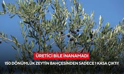150 dönümlük zeytin bahçesinden sadece 1 kasa çıktı! Üretici bile inanamadı