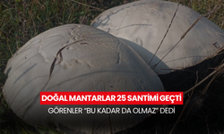 25 santimi aşan mantarlar viral oldu! Bahçeden dev mantar çıktı!