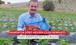 Manisa'da Dört Mevsim Çilek Bereketi: Fiyatı Kasım’da 150 TL'yi buldu