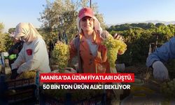 Manisa’da üzüm fiyatları düştü, 50 bin ton ürün alıcı bekliyor