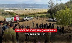 Sarıgöl’de 300 fıstık çamı fidanı toprakla buluştu