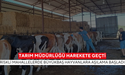 Tarım müdürlüğü harekete geçti... Riskli mahallelerde büyükbaş hayvanlara aşılama başladı