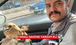 Yaralı şahine yardım eli