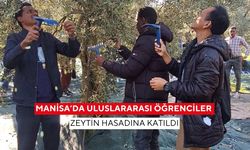 Manisa’da uluslararası öğrenciler zeytin hasadına katıldı