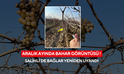 Aralık ayında bahar görüntüsü ! Salihli’de bağlar yeniden uyandı