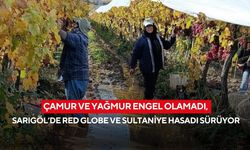 Çamur ve yağmur engel olamadı, Sarıgöl’de Red Globe ve Sultaniye hasadı sürüyor