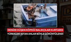 Açıklara sürüklenen minik can, balıkçıların şefkatiyle hayata tutundu...